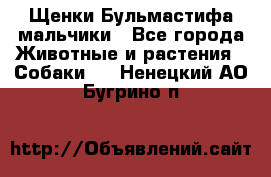 Щенки Бульмастифа мальчики - Все города Животные и растения » Собаки   . Ненецкий АО,Бугрино п.